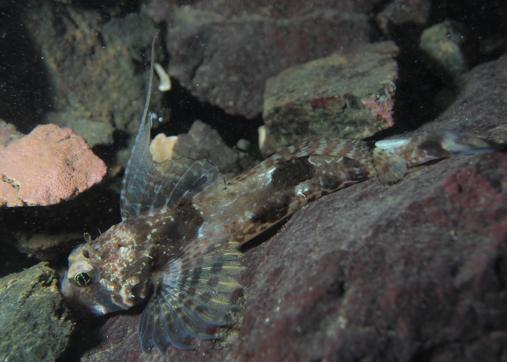 Spot Fin Sculpin
