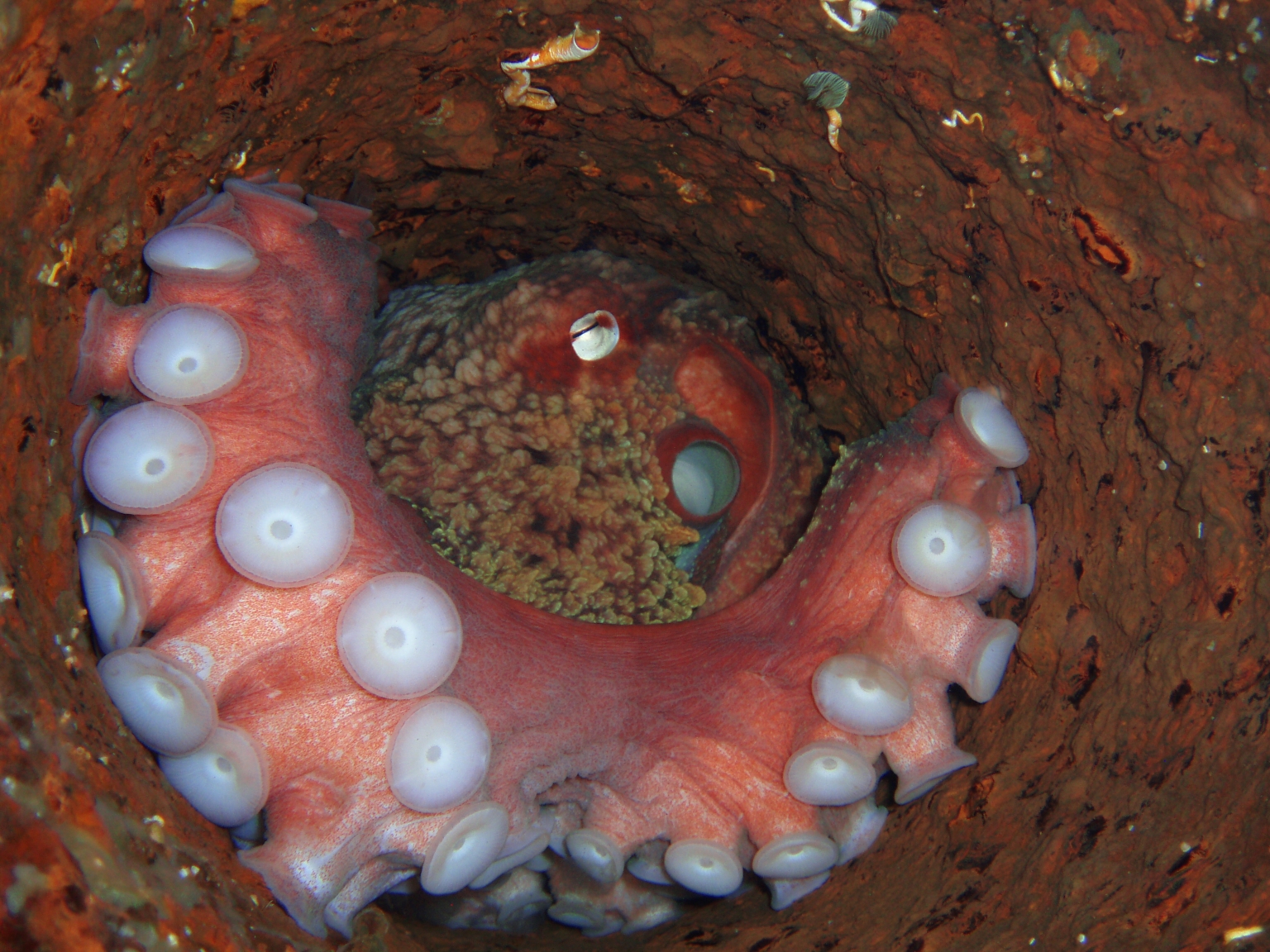Octo on Migrant ship